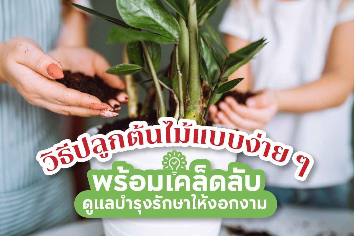 วิธีปลูกต้นไม้แบบง่าย ๆ