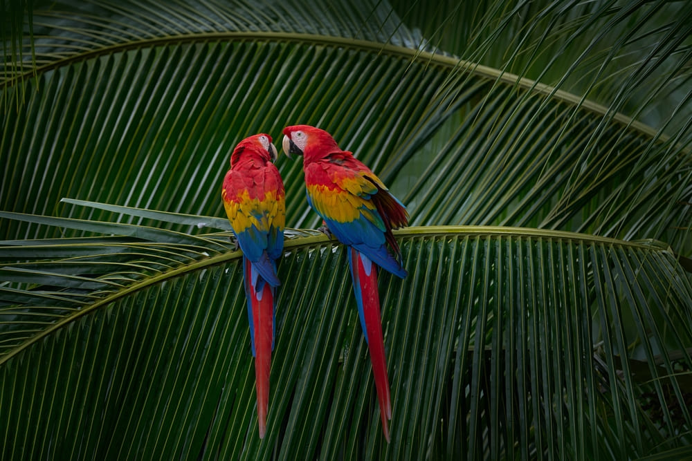 10_popular-parrot-species.jpg สายพันธุ์นกแก้วยอดนิยม นกแก้วมาคอร์ (Macaw)