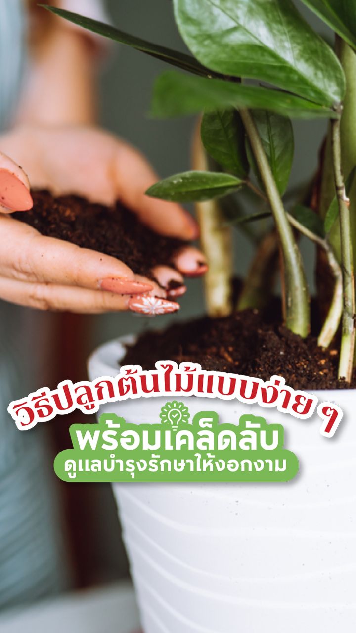 วิธีปลูกต้นไม้แบบง่าย ๆ