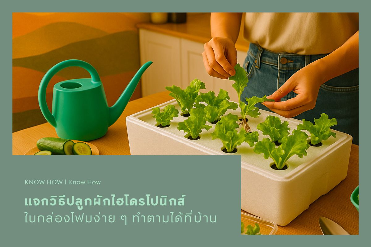 แจกวิธีปลูกผักไฮโดรโปนิกส์ในกล่องโฟมง่าย ๆ ทำตามได้ที่บ้าน
