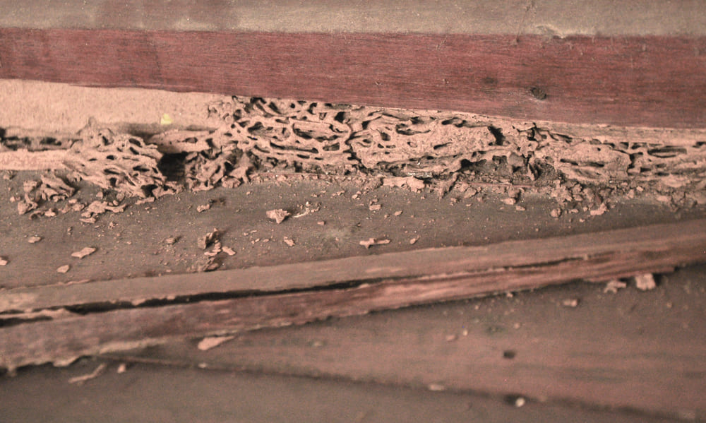 ปลวกที่อาศัยอยู่ในรังขนาดเล็ก (Carton-Nest Building Termites)