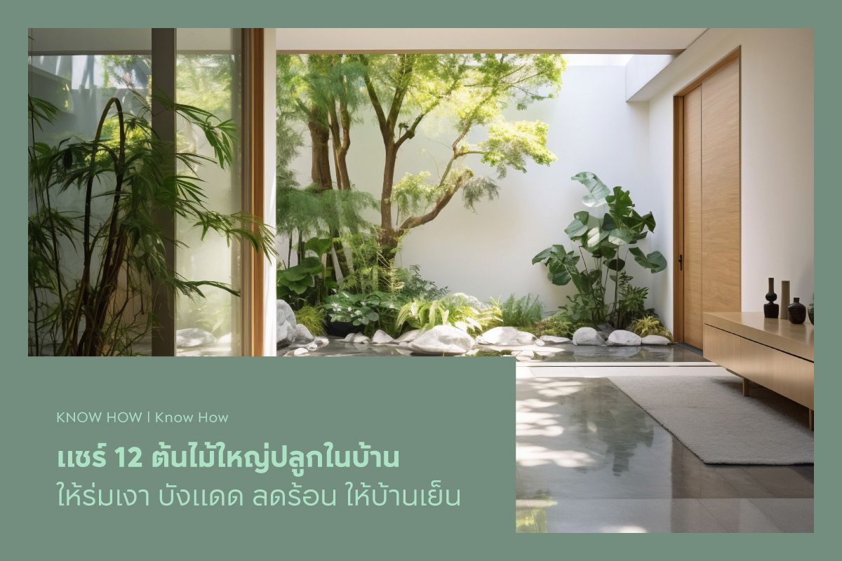 แชร์ 12 ต้นไม้ใหญ่ปลูกในบ้าน ให้ร่มเงา บังแดด ลดร้อน ให้บ้านเย็น