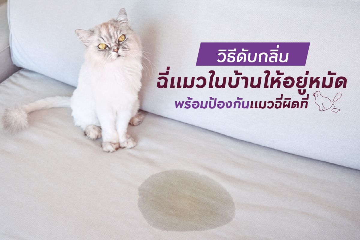 รวมวิธีดับกลิ่นฉี่แมว