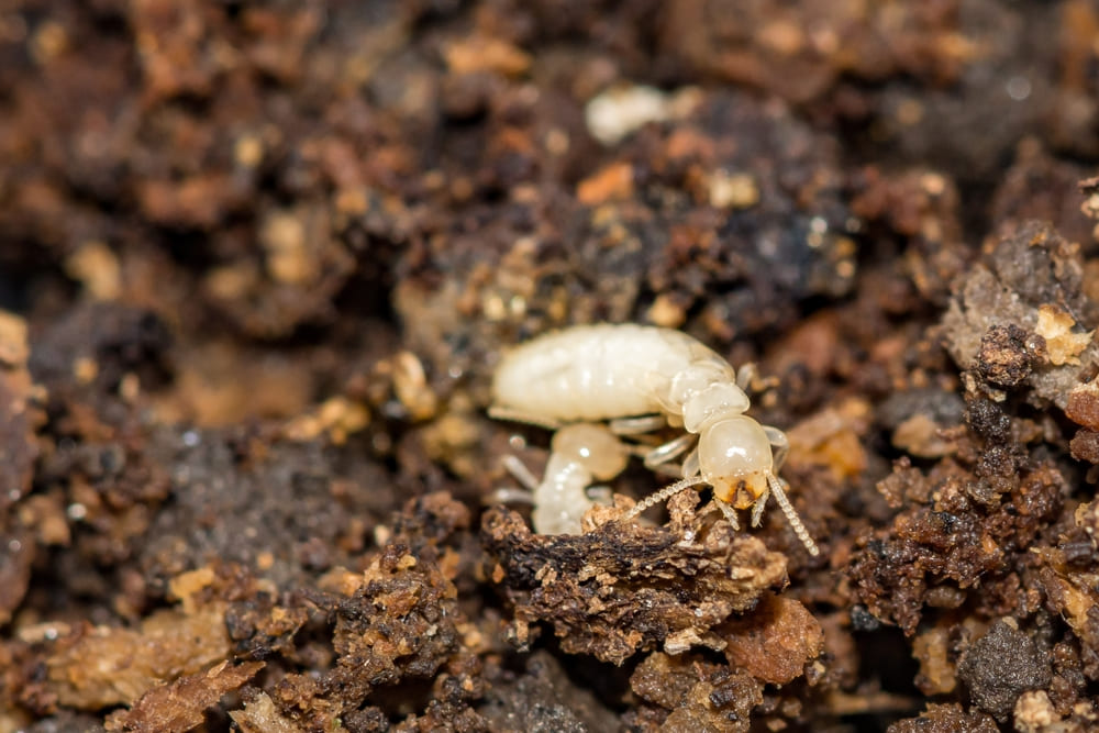 ปลวกใต้ดิน (Subterranean Termites)