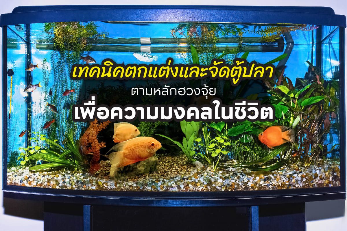 จัดตู้ปลาตามหลักฮวงจุ้ย