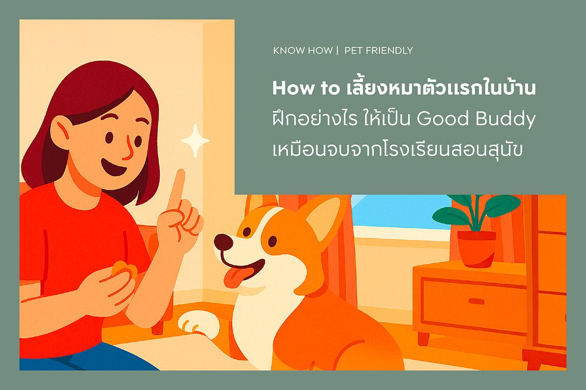 How to เลี้ยงหมาตัวแรกในบ้าน ฝึกอย่างไร ให้เป็น Good Buddy เหมือนจบจากโรงเรียนสอนสุนัข
