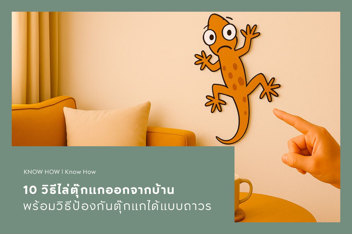 10 วิธีไล่ตุ๊กแกออกจากบ้าน พร้อมวิธีป้องกันตุ๊กแกได้แบบถาวร