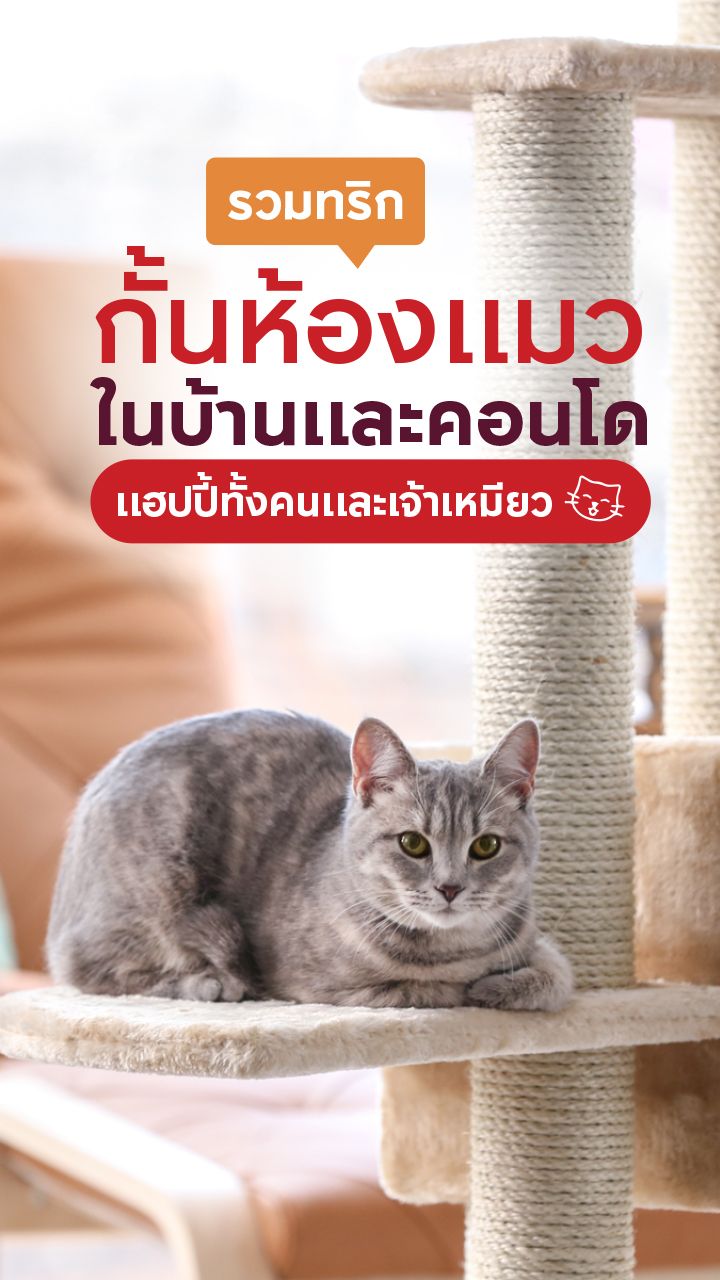 ทริกกั้นห้องแมว