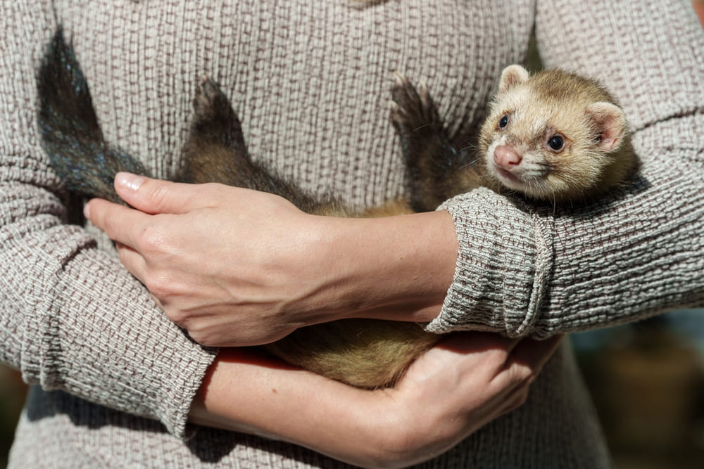 14_what-is-exotic-pet.jpg Exotic Pet เฟอเรท (Ferret)