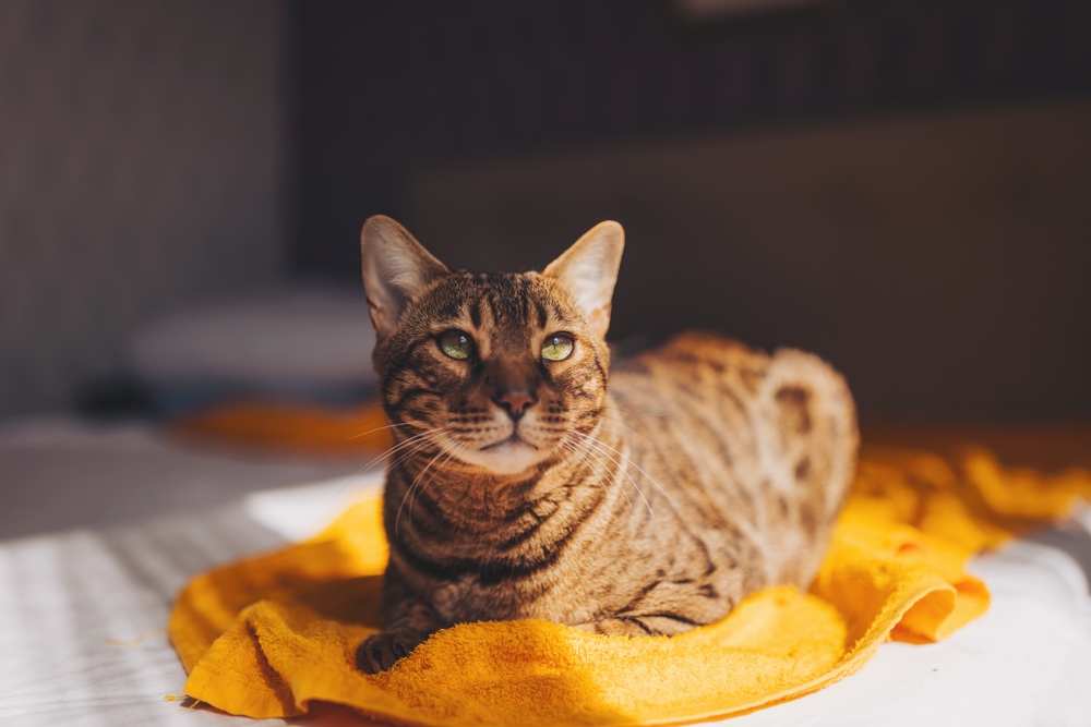 แมว สายพันธุ์ เบงกอล (Bengal)