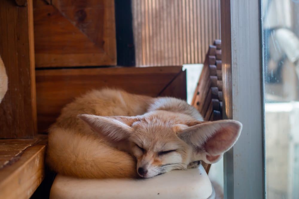 16_what-is-exotic-pet.jpg เลี้ยงเฟนเน็ค ฟ็อกซ์ที่เป็น Exotic Pet ในบ้าน