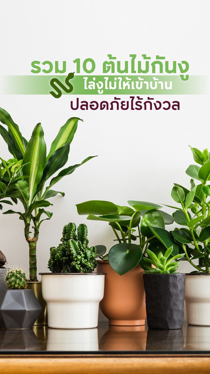 ต้นไม้กันงู