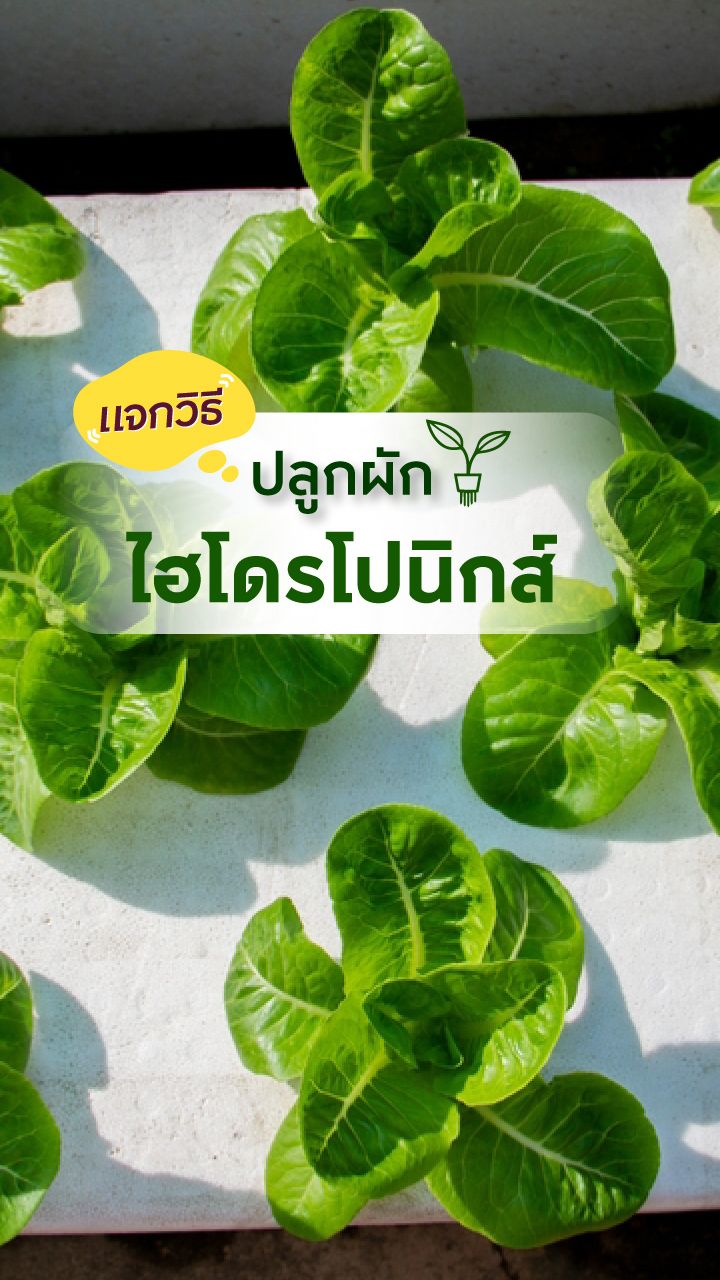 ปลูกผักไฮโดรโปนิกส์