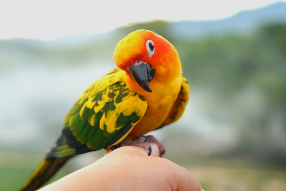 05_popular-parrot-species.jpg สายพันธุ์นกแก้วยอดนิยม นกซันคอนัวร์ (Sun Conure)
