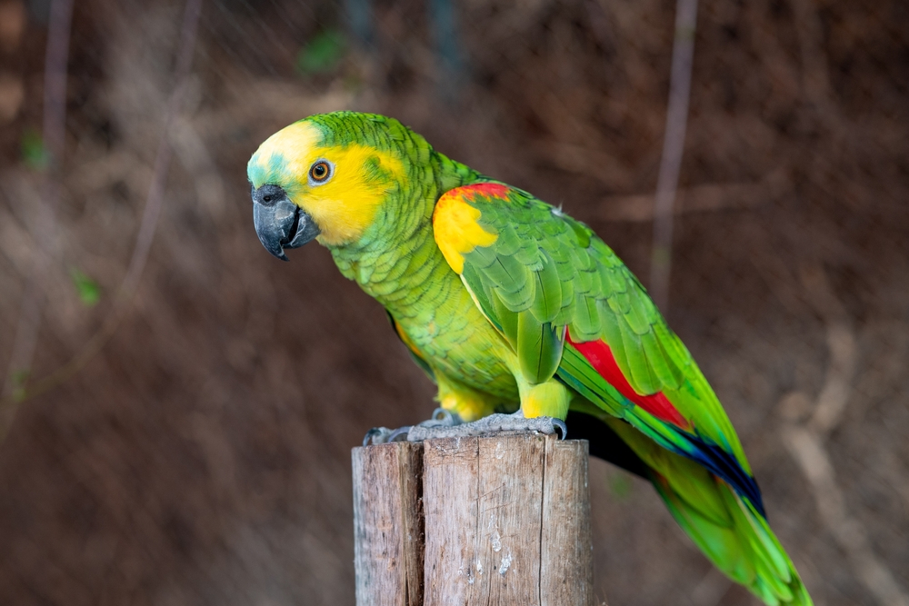08_popular-parrot-species.jpg สายพันธุ์นกแก้วยอดนิยม นกแก้วแอมะซอน (Amazon Parrot)