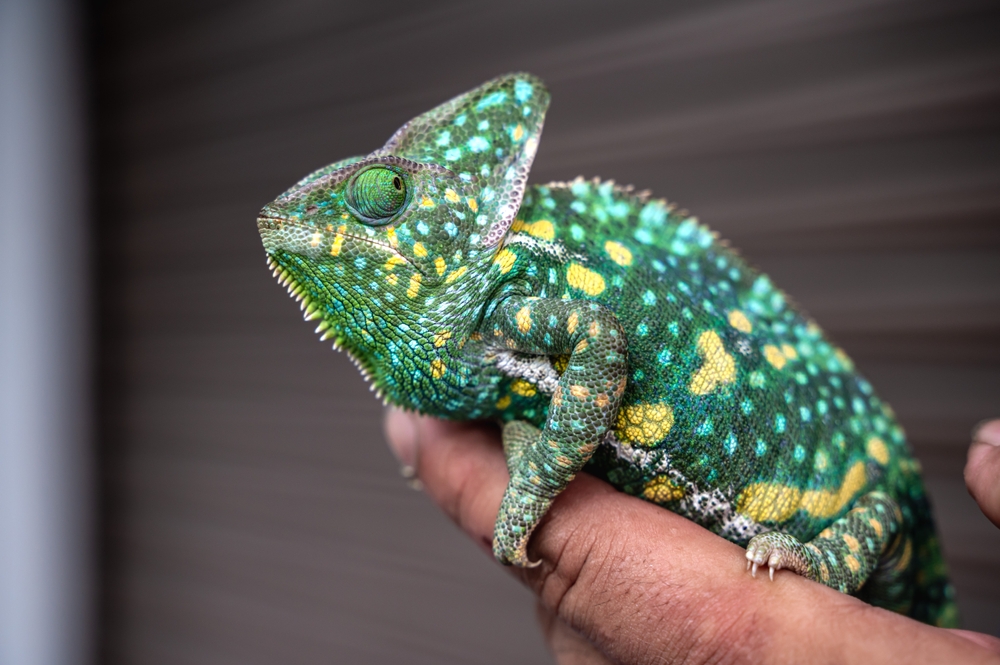 02_what-is-exotic-pet.jpg กิ้งก่า Exotic pet ในกลุ่มสัตว์เลื้อยคลาน (Reptilia)