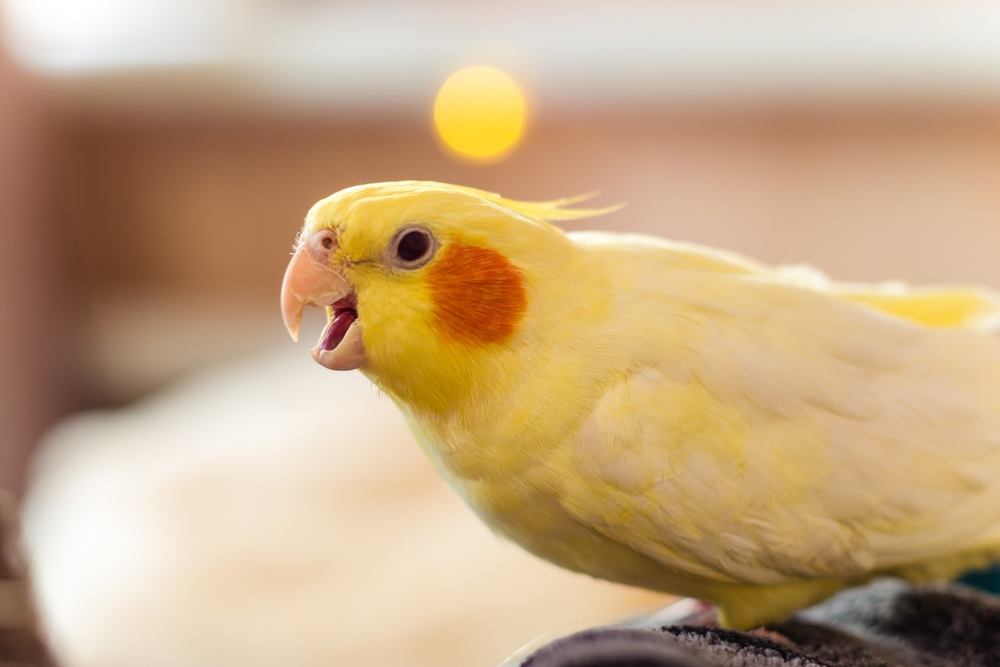06_popular-parrot-species.jpg สายพันธุ์นกแก้วยอดนิยม นกค็อกคาเทล (Cockatiel)