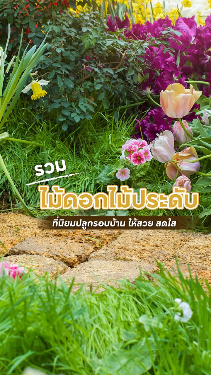 ไม้ดอกไม้ประดับทนแดด