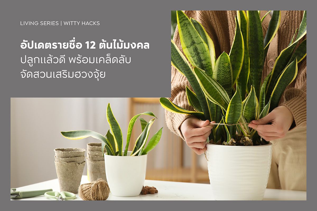 อัปเดตรายชื่อ 12 ต้นไม้มงคล ปลูกแล้วดี พร้อมเคล็ดลับจัดสวนเสริมฮวงจุ้ย