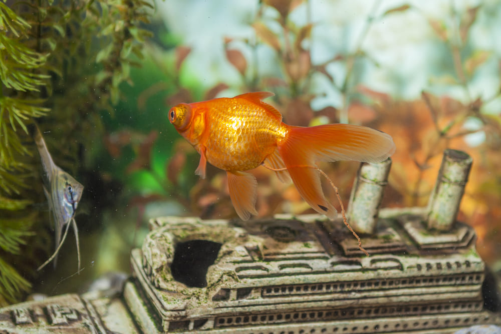 10_fengshui-condo.jpg เลี้ยงปลาทอง เพื่อเสริมฮวงจุ้ยคอนโด