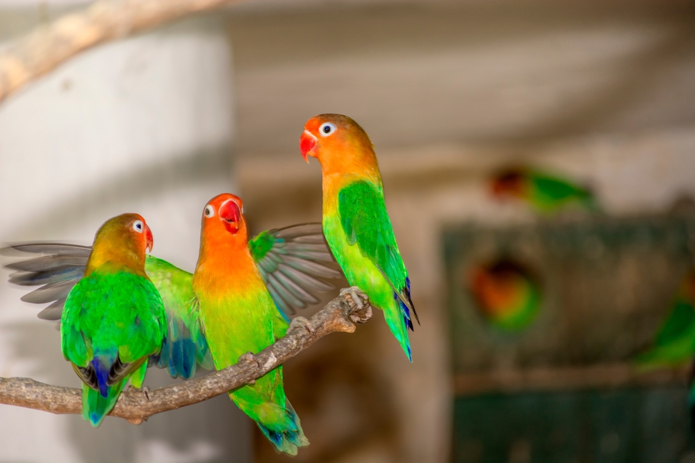 03_popular-parrot-species.jpg สายพันธุ์นกแก้วยอดนิยม นกเลิฟเบิร์ด (Lovebird)